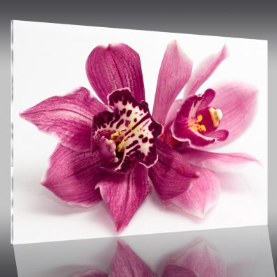 Acrylglasbild Blume