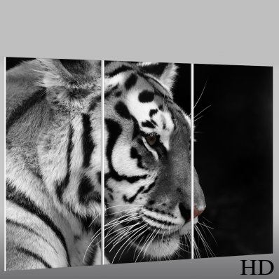 Forex Bild Tiger