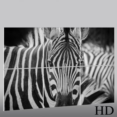 Forex Bild Zebra