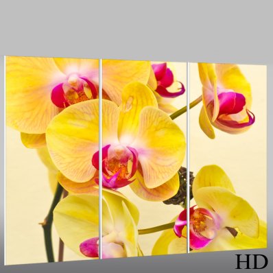 Orchid - Triptych Forex Print