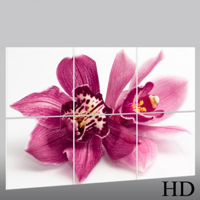 Orchid - Triptych Forex Print