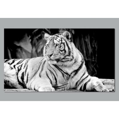 Poster Autocolante Tigre