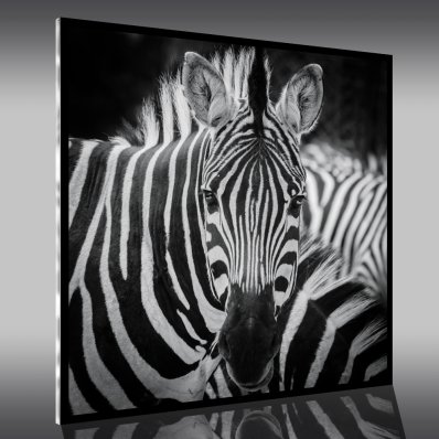 Quadro Acrílico zebras