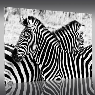 Quadro Acrílico zebras