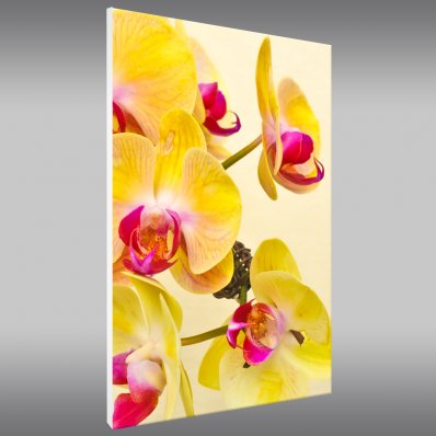 Quadro Forex orchidea
