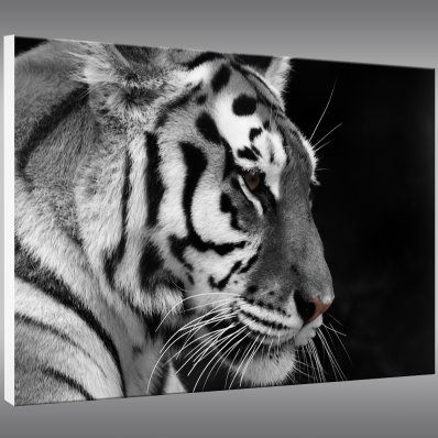 Quadro Forex Tigre