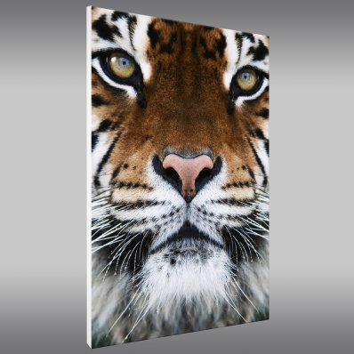 Quadro PVC Forex Tigre