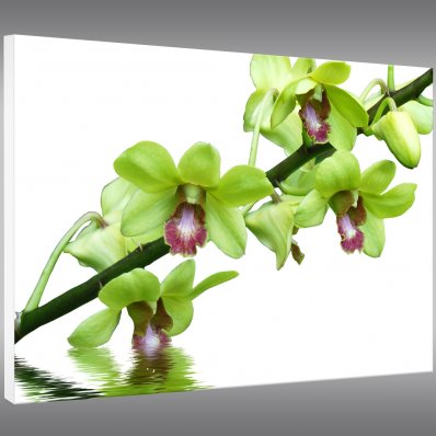 Tableau Forex Orchidée