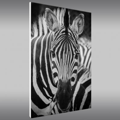 Tablou FOREX Zebra