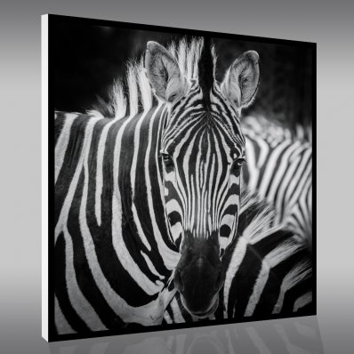 Tablou FOREX Zebra