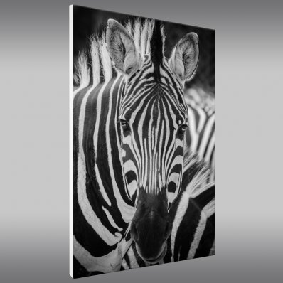 Zebra - Forex Print