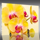 Acrylglasbild Orchideen