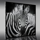 Acrylglasbild Zebra