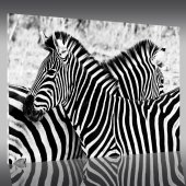 Acrylglasbild Zebra