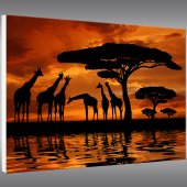 Africa - Forex Print