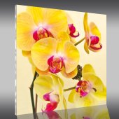 Cuadro metacrilato orquídea
