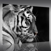 Cuadro metacrilato Tigre
