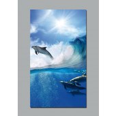 Dolphins Wall Posters