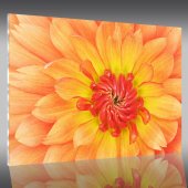 Flower - Acrylic Prints