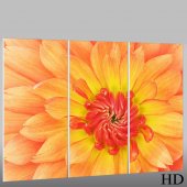 Flower - Triptych Forex Print