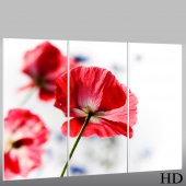 Flower - Triptych Forex Print