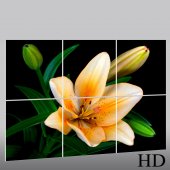 Flower - Triptych Forex Print