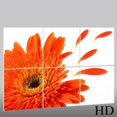 Flower - Triptych Forex Print