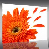 Flowers - Acrylic Prints