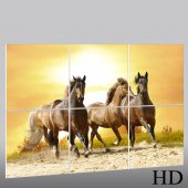 Forex Bild Pferde