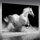 Obraz Plexiglas - Koń