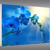 Quadro Forex orchidea