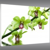 Quadro Forex orchidea