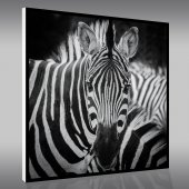 Quadro Forex zebra