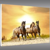 Quadro PVC Forex cavalos