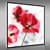 Quadro PVC Forex flores