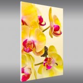 Quadro PVC Forex orquídea