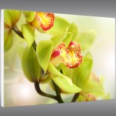 Quadro PVC Forex orquídea