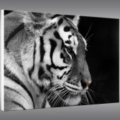 Quadro PVC Forex Tigre