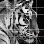 Stickers carrelage tigre