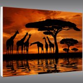 Tableau Forex Afrique