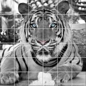 Tiger - Tiles Wall Stickers