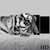 Tiger - Triptych Forex Print