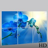 Trittico Forex orchidea