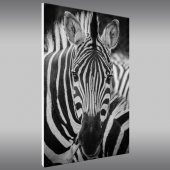 Quadro Forex zebra