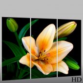 Flower - Triptych Forex Print