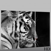 Tiger - Triptych Forex Print