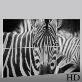 Trittico Forex zebra