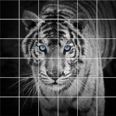 Autocolante Azulejo tigre