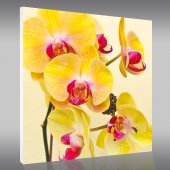 Obraz Forex - Orchidee