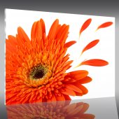 Tableau Plexi Flower